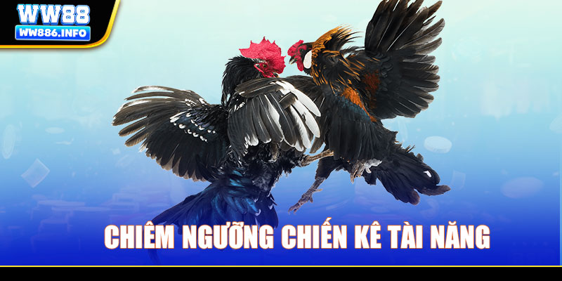 Chiêm ngưỡng chiến kê tài năng